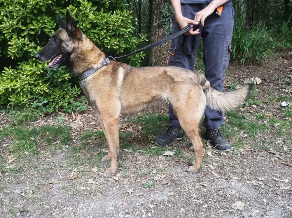 Réservée SAGA, female Mixed Breed for adoption at SPA Inzinzac-Lochrist, Inzinzac