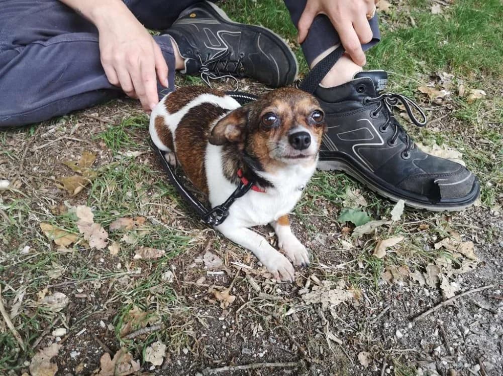 Réservée ROXY, female Mixed Breed for adoption at SPA Inzinzac-Lochrist, Inzinzac