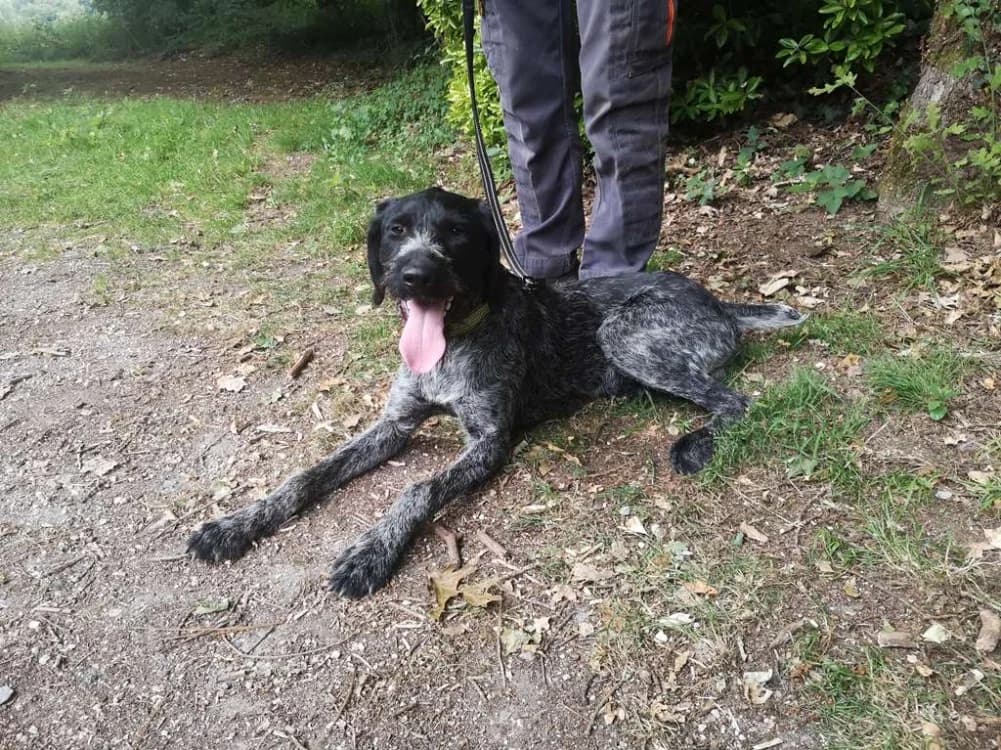 PATCHY, male young Belgian Malinois for adoption at SPA Inzinzac-Lochrist, Inzinzac