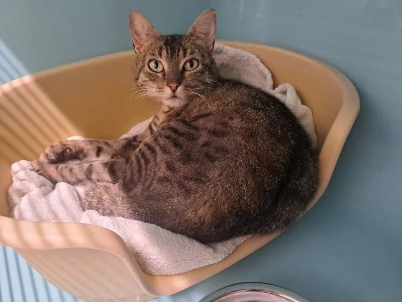 MUSE réservée, female 6yo Mixed Breed for adoption at SPA Inzinzac-Lochrist, Inzinzac