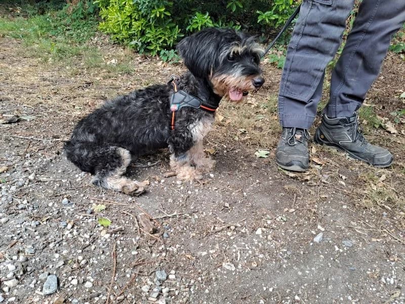 BELLA, female young Yorkshire Terrier for adoption at SPA Inzinzac-Lochrist, Inzinzac