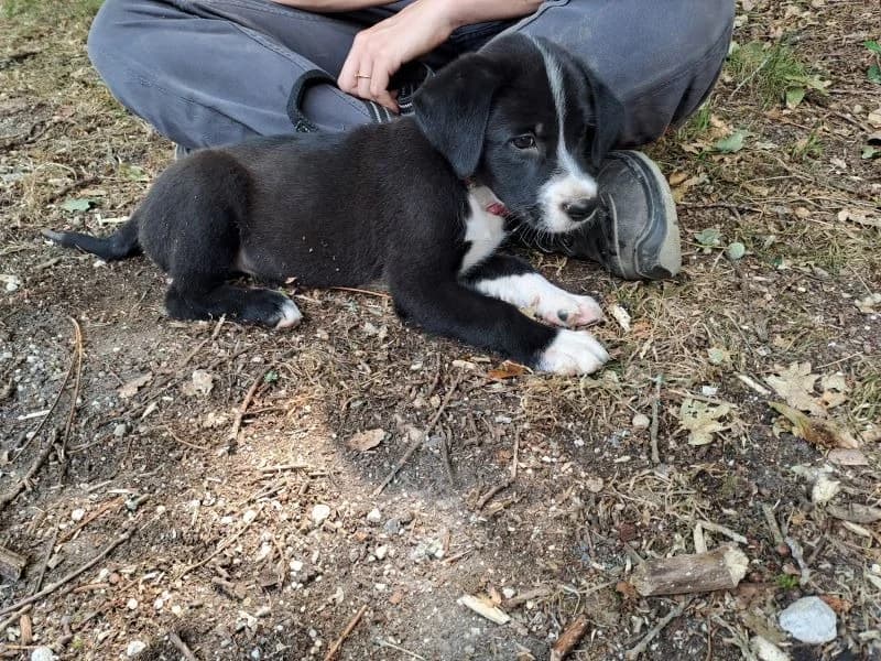 couly, male puppy Border Collie for adoption at SPA Inzinzac-Lochrist, Inzinzac
