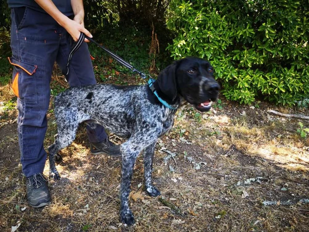 boy, male young German Shorthaired Pointer for adoption at SPA Inzinzac-Lochrist, Inzinzac