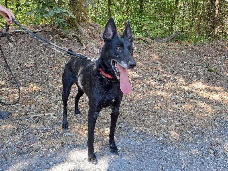 mirka, female 7yo Belgian Malinois for adoption at SPA Inzinzac-Lochrist, Inzinzac