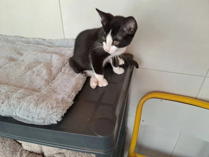 BISCOTTE, female Mixed Breed for adoption at SPA Inzinzac-Lochrist, Inzinzac