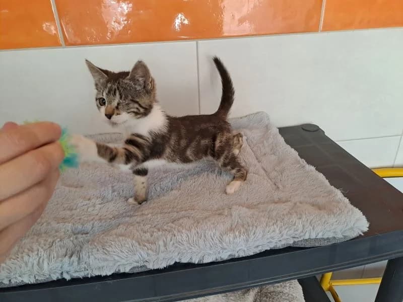 ODINE, female Mixed Breed for adoption at SPA Inzinzac-Lochrist, Inzinzac