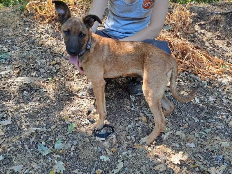 ajax, male puppy Belgian Malinois for adoption at SPA Inzinzac-Lochrist, Inzinzac