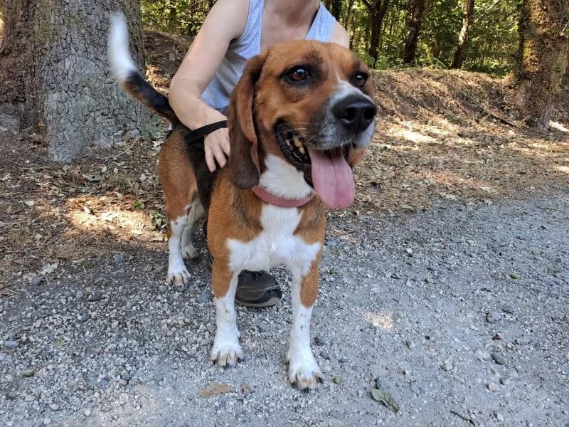 tyson, male 3yo Staffordshire Bull Terrier for adoption at SPA Inzinzac-Lochrist, Inzinzac