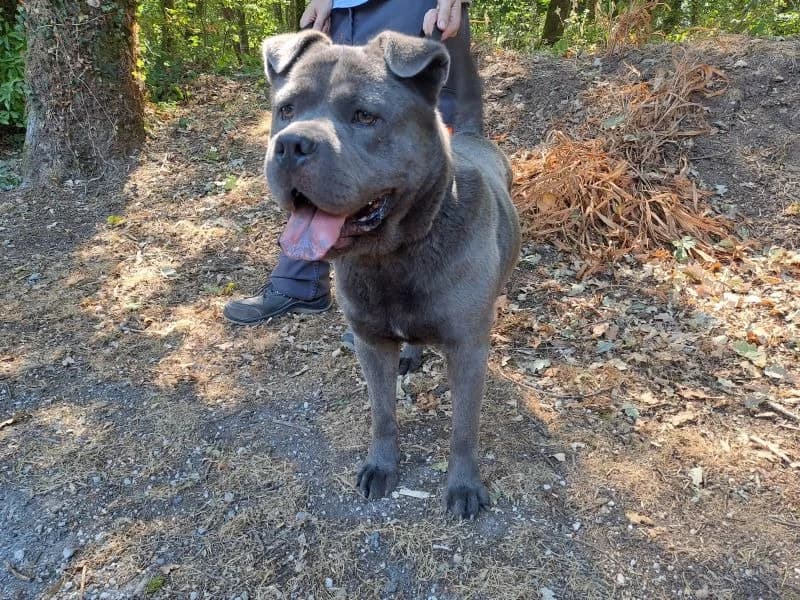 urus, male 4yo Shar Pei for adoption at SPA Inzinzac-Lochrist, Inzinzac