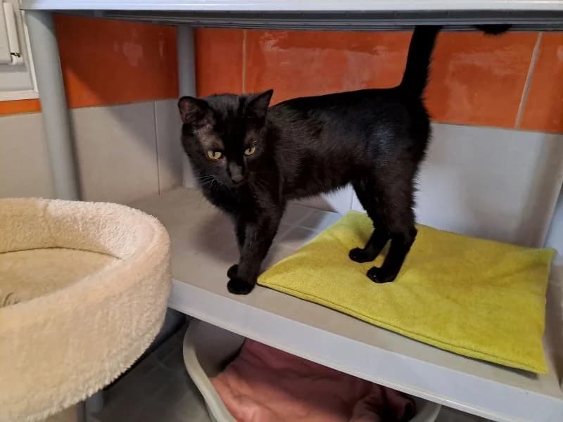 binx, male 5yo mixed breed for adoption at SPA Inzinzac-Lochrist, Inzinzac
