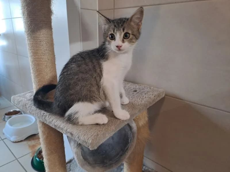 myrtille, female mixed breed for adoption at SPA Inzinzac-Lochrist, Inzinzac