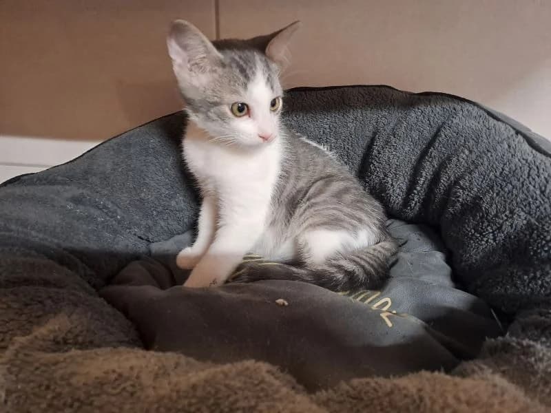mandarin, male puppy Mixed Breed for adoption at SPA Inzinzac-Lochrist, Inzinzac
