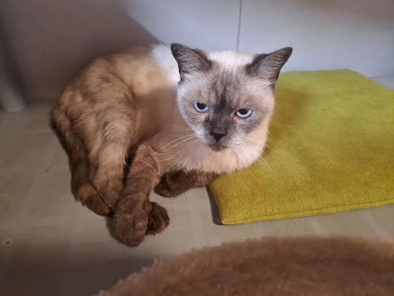 inky, male 5yo Mixed Breed for adoption at SPA Inzinzac-Lochrist, Inzinzac
