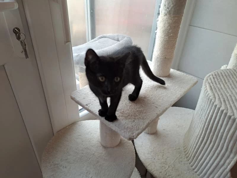 bamako, female Mixed Breed for adoption at SPA Inzinzac-Lochrist, Inzinzac