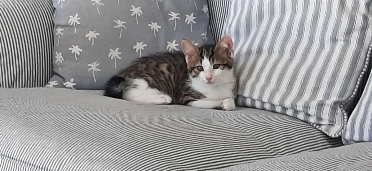 luna, female Mixed Breed for adoption at SPA Inzinzac-Lochrist, Inzinzac