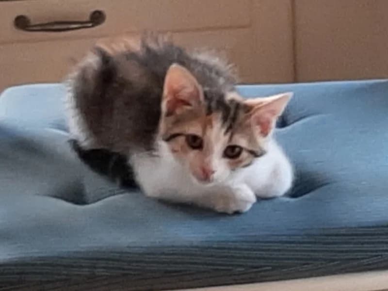 amy, female mixed breed for adoption at SPA Inzinzac-Lochrist, Inzinzac