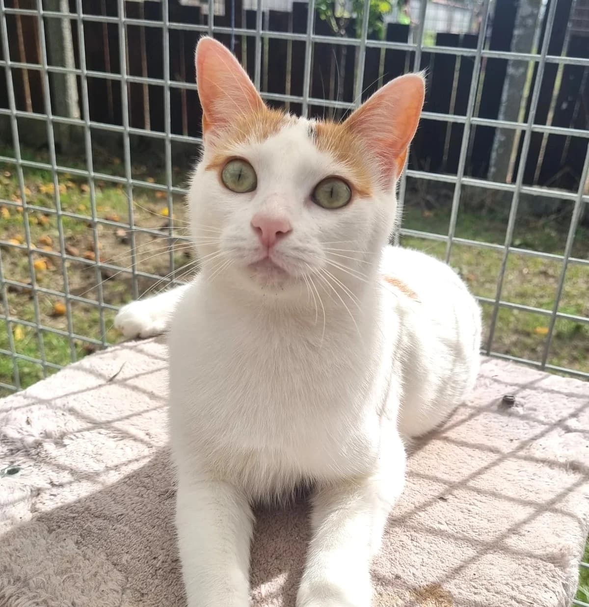 Alba, female Mixed Breed for adoption at SPA Lagord / La Rochelle, Lagord