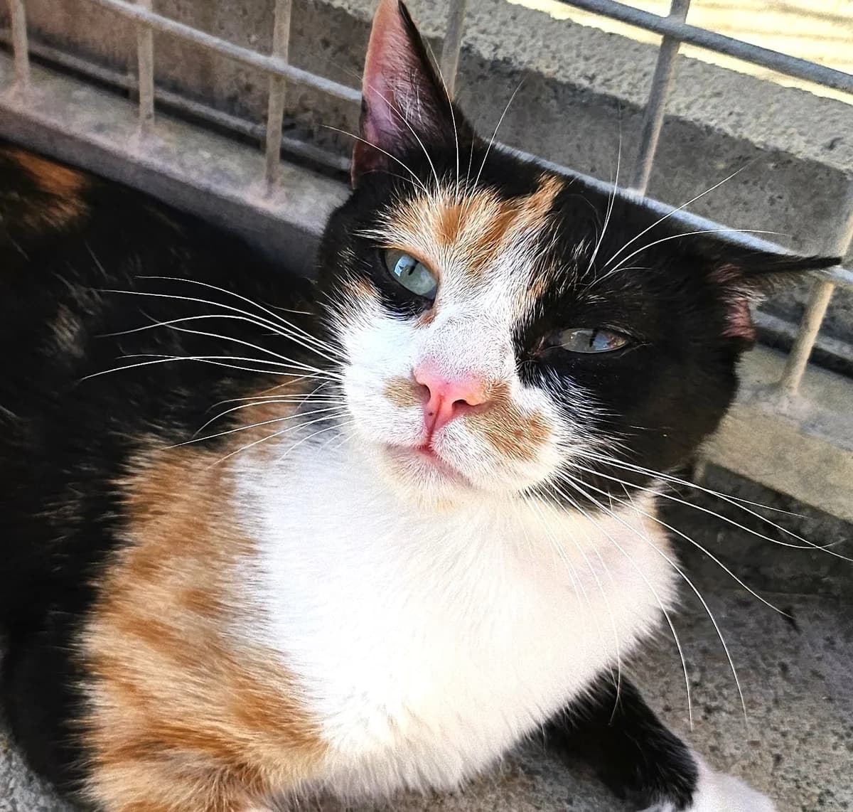 Coco, female Mixed Breed for adoption at SPA Lagord / La Rochelle, Lagord