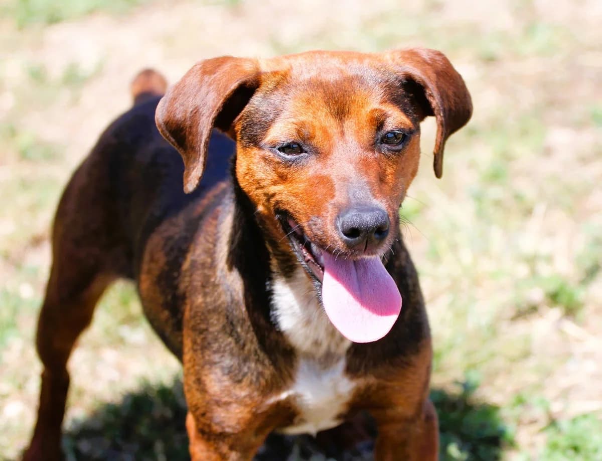 DORA, female Mixed Breed for adoption at SPA Lagord / La Rochelle, Lagord