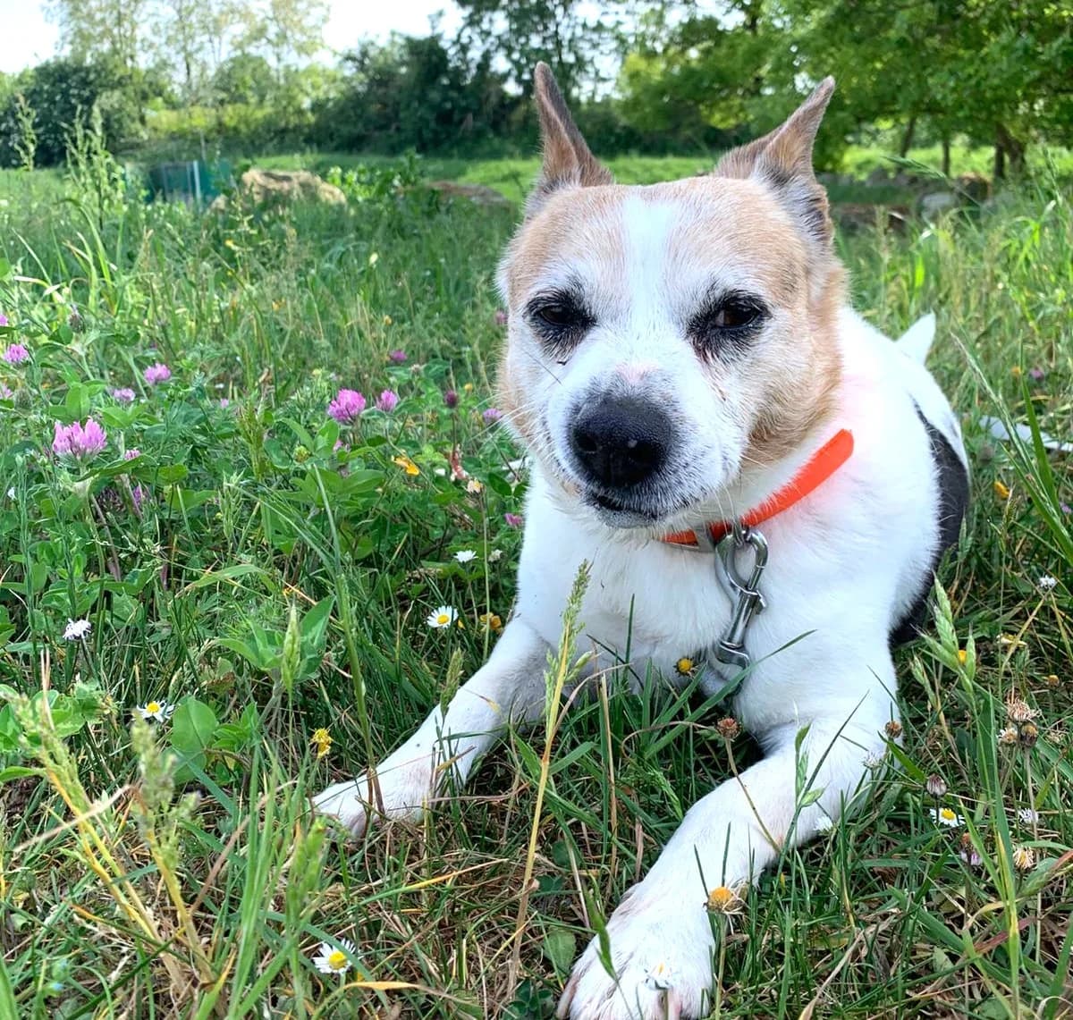 JACK – SOS !, female Mixed Breed for adoption at SPA Lagord / La Rochelle, Lagord