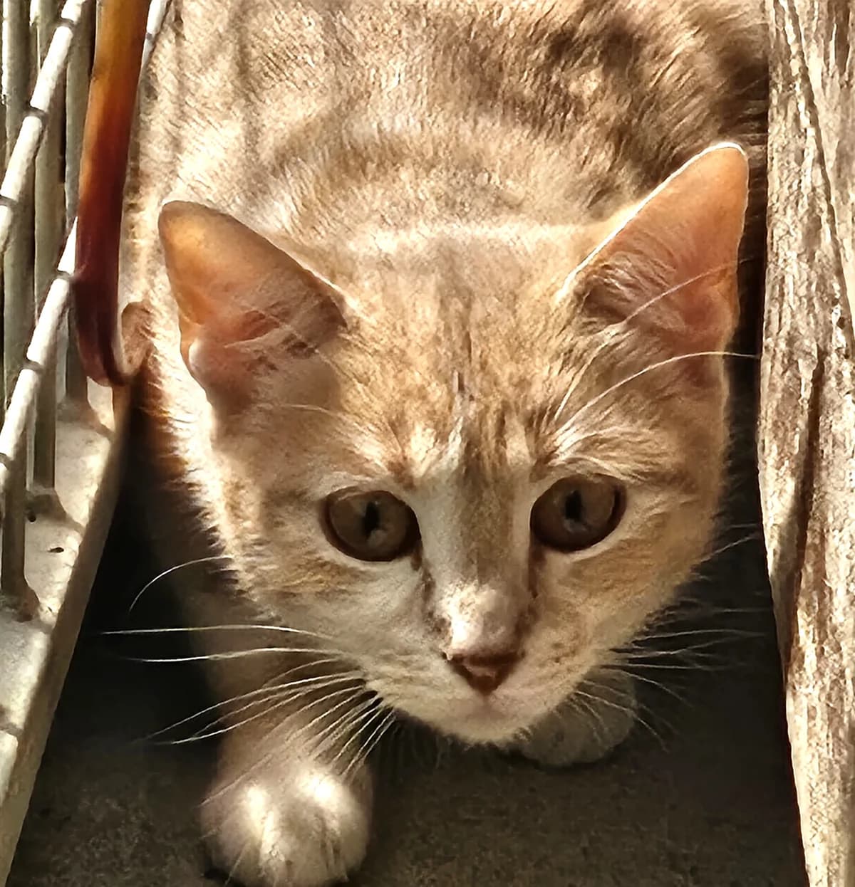 Lata, female Mixed Breed for adoption at SPA Lagord / La Rochelle, Lagord