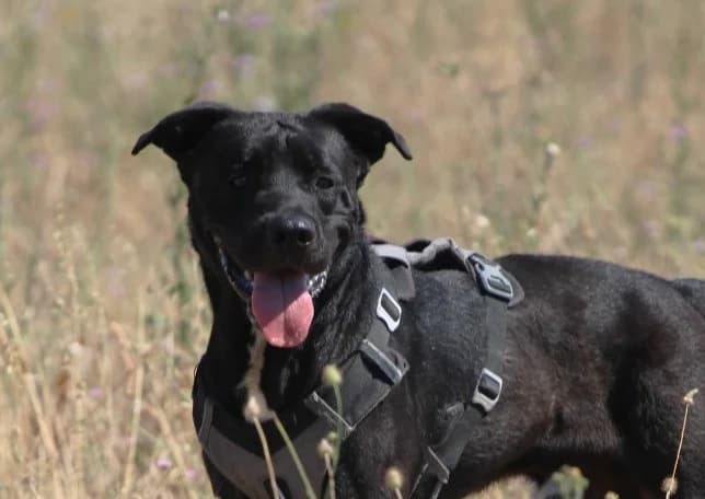 LOKY, female Mixed Breed for adoption at SPA Lagord / La Rochelle, Lagord