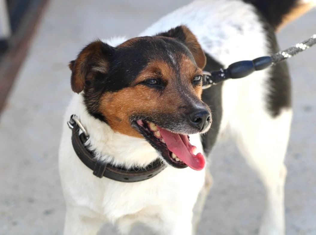 MAYA- Réservée, female Mixed Breed for adoption at SPA Lagord / La Rochelle, Lagord