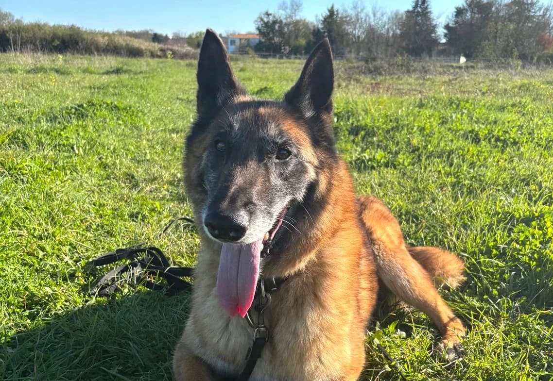 NOE, male Mixed Breed for adoption at SPA Lagord / La Rochelle, Lagord