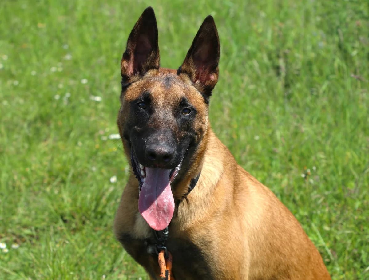 OCHO, male mixed breed for adoption at SPA Lagord / La Rochelle, Lagord