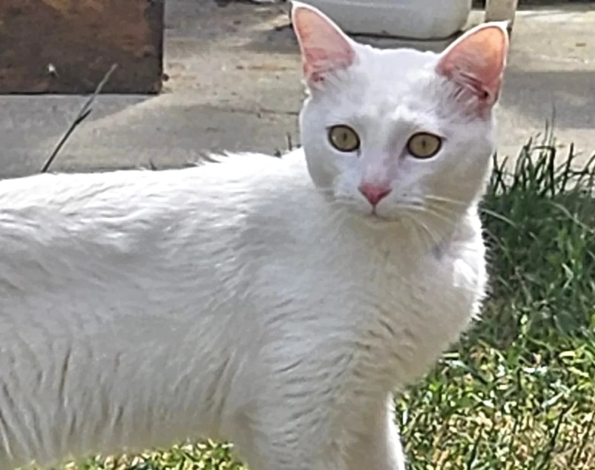 Oups, male Mixed Breed for adoption at SPA Lagord / La Rochelle, Lagord