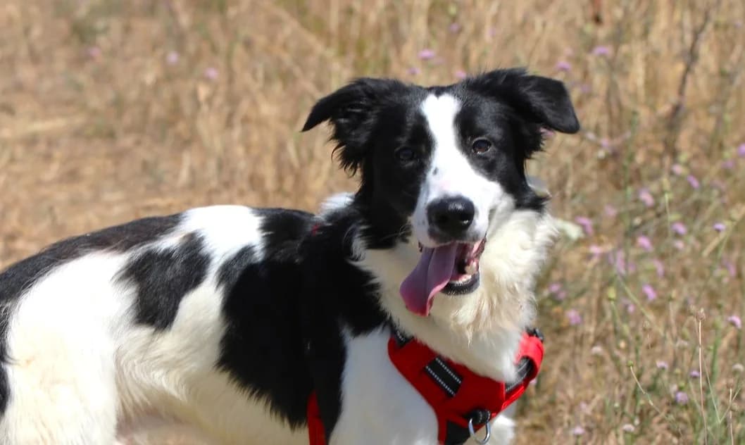REX, male Mixed Breed for adoption at SPA Lagord / La Rochelle, Lagord