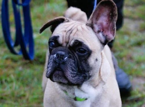 RIKI, male young Mixed Breed for adoption at SPA Lagord / La Rochelle, Lagord