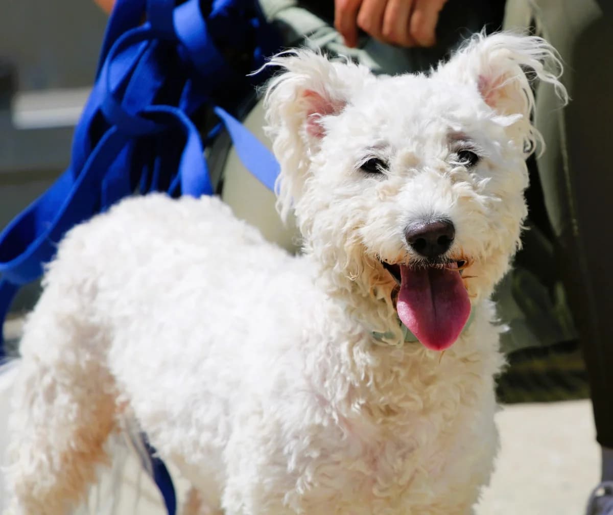 ROBY, male Mixed Breed for adoption at SPA Lagord / La Rochelle, Lagord
