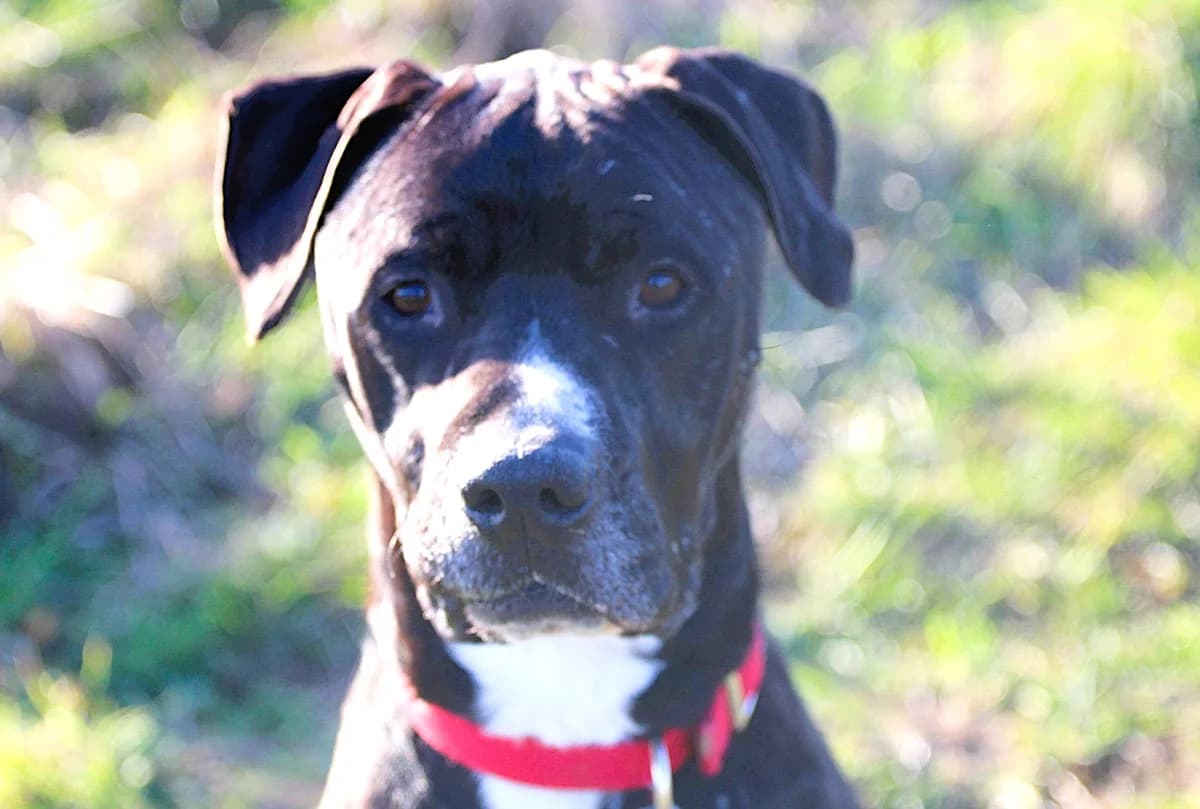 ROCO, male Mixed Breed for adoption at SPA Lagord / La Rochelle, Lagord