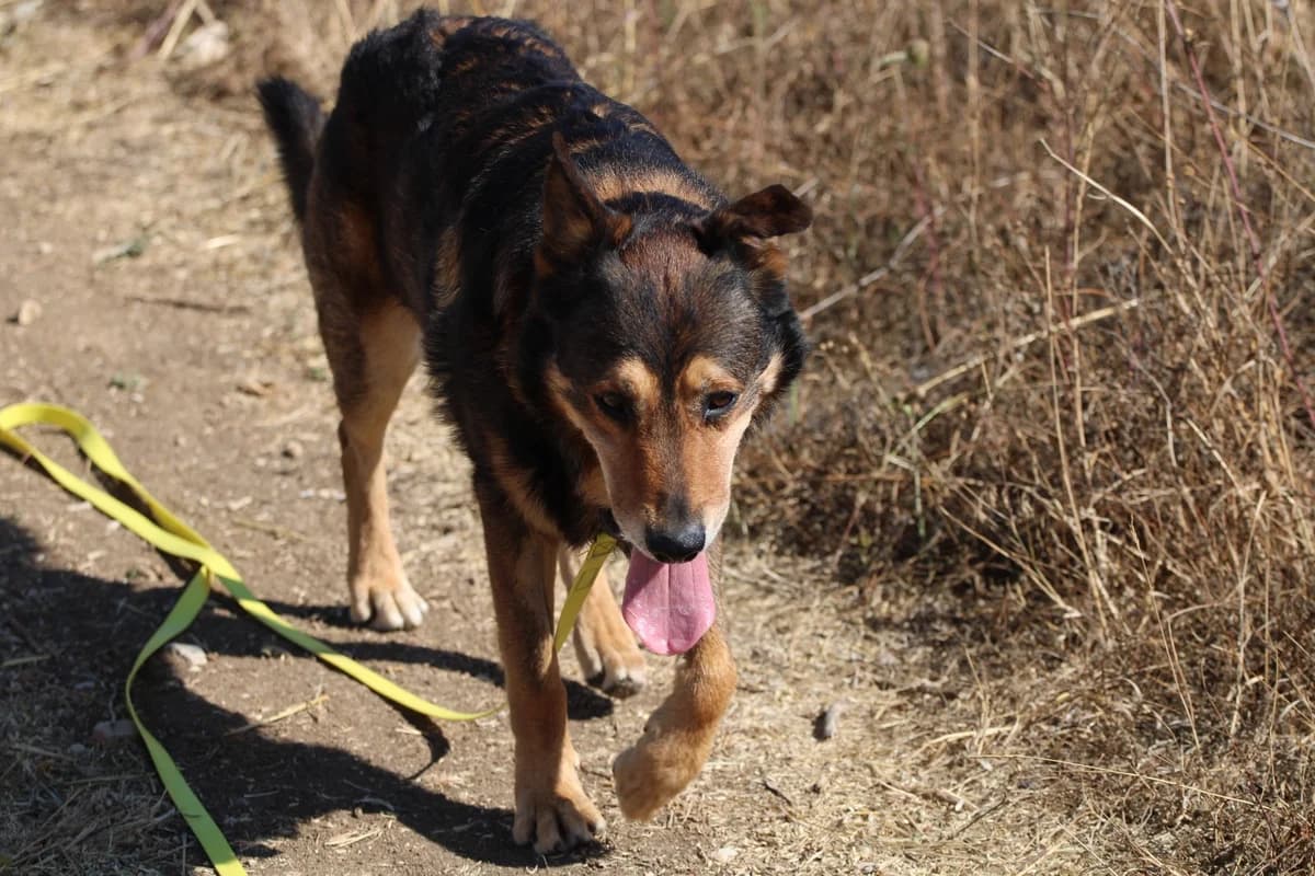 TOGO, male Mixed Breed for adoption at SPA Lagord / La Rochelle, Lagord