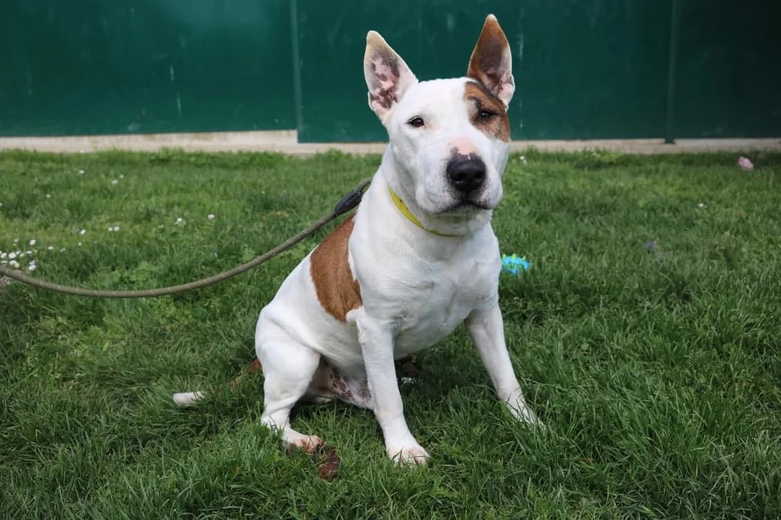 RONDOUDOU, male senior Bull Terrier for adoption at SPA Laon, Laon