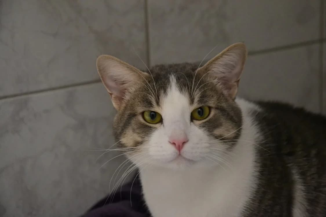 STITCH, grey tabby male mixed breed for adoption at SPA Étalondes, Etalondes