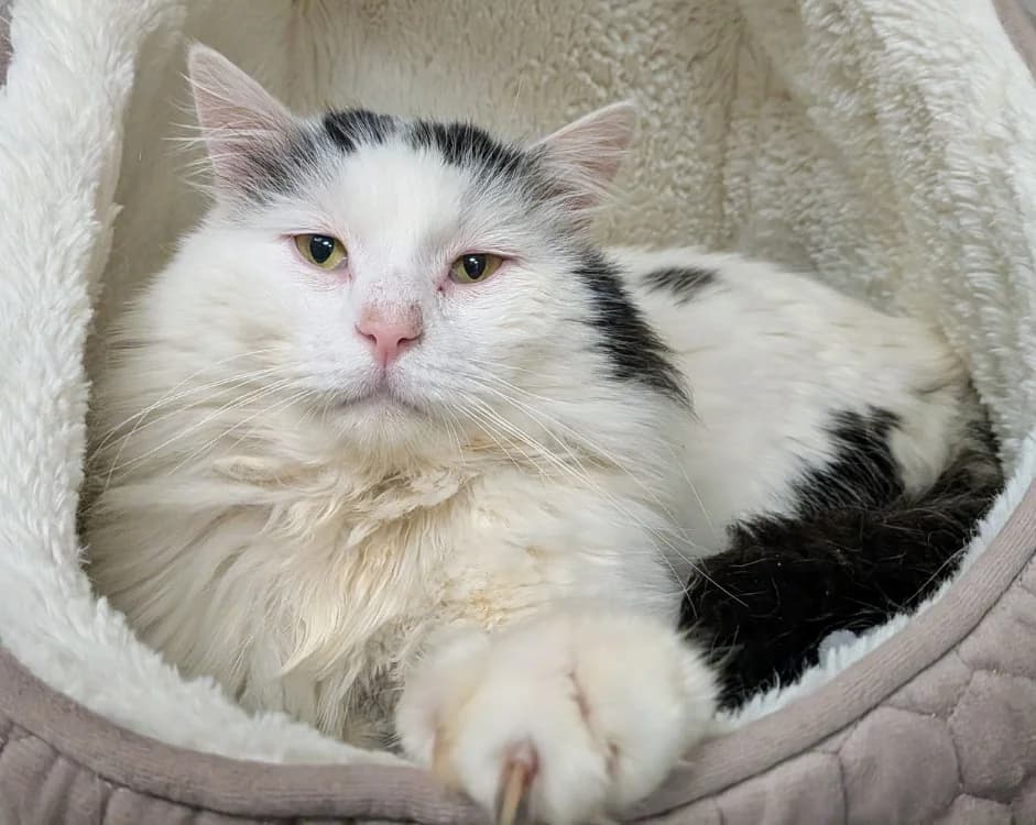 BALTIK, male 6yo mixed breed for adoption at SPA Laon, Laon
