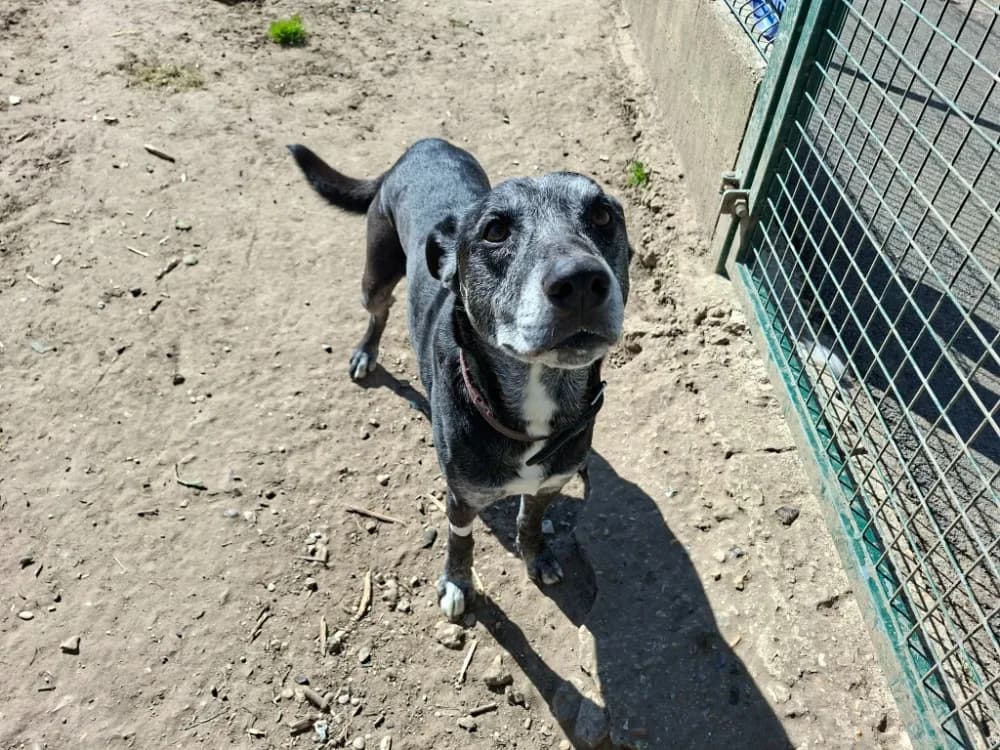 BELZEBUTH, Mixed Breed (SPA Laon)