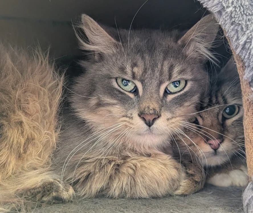 NYVIO, male mixed breed for adoption at SPA Laon, Laon