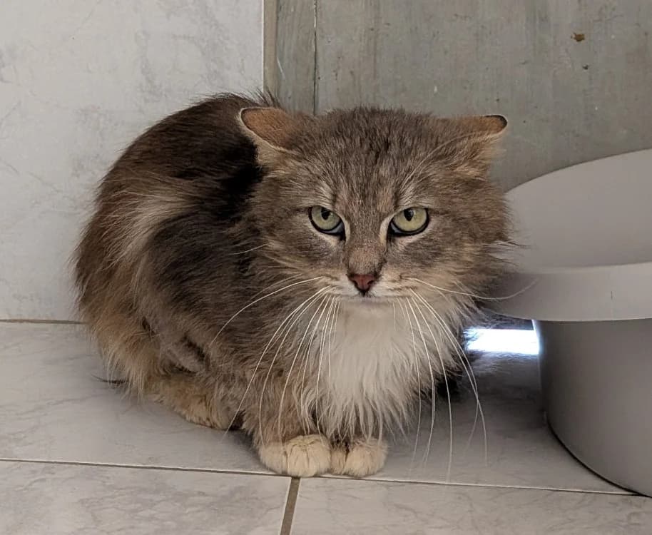 TAYLO, male mixed breed for adoption at SPA Laon, Laon