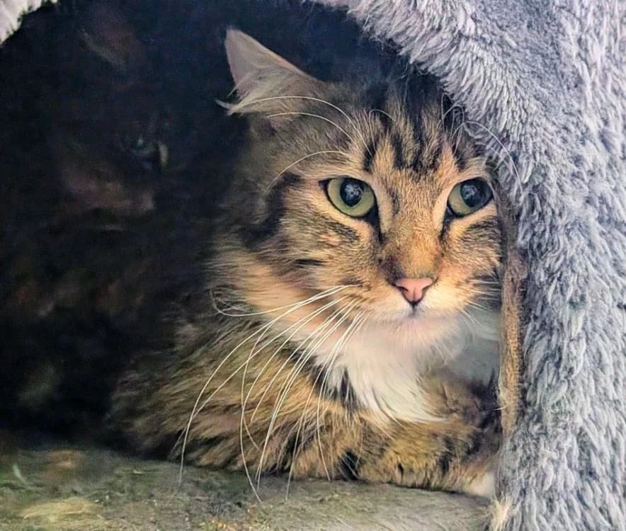 MAELO, male mixed breed for adoption at SPA Laon, Laon