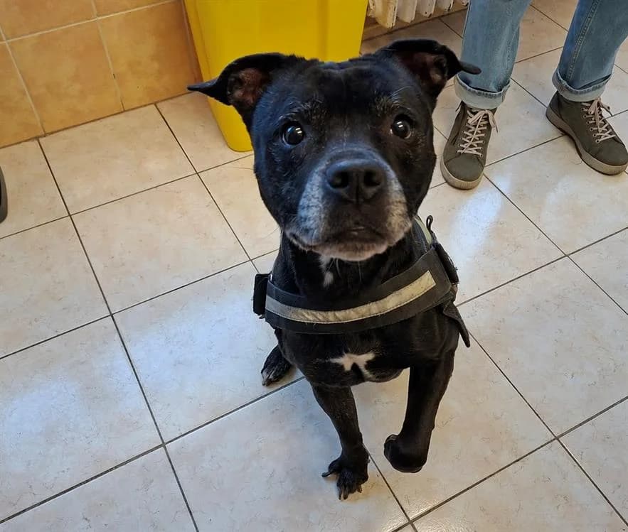 SHIVA, female senior Mixed Breed for adoption at SPA Laon, Laon