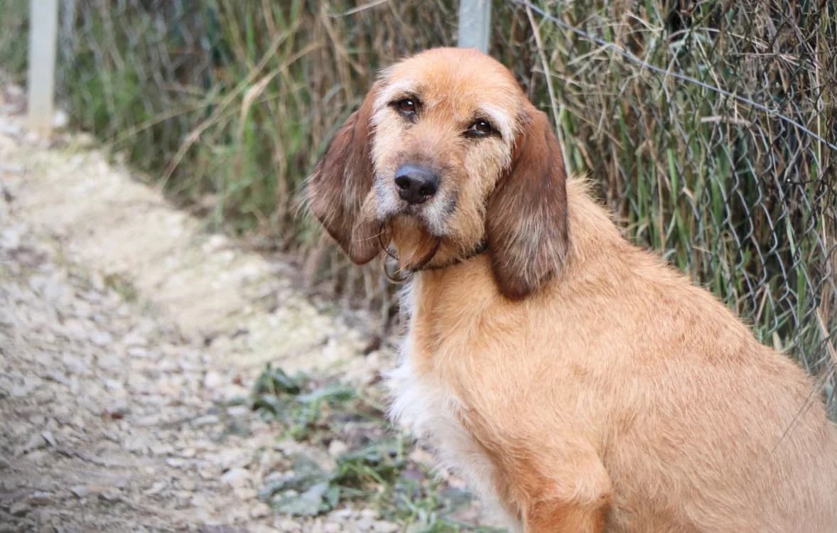 Samira, female 5yo mixed breed for adoption at SPA Laon, Laon