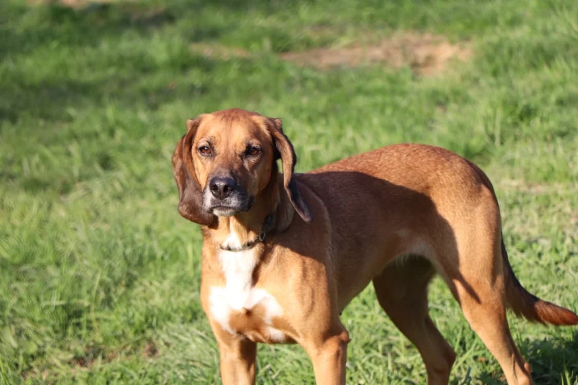 Samy, female 5yo mixed breed for adoption at SPA Laon, Laon