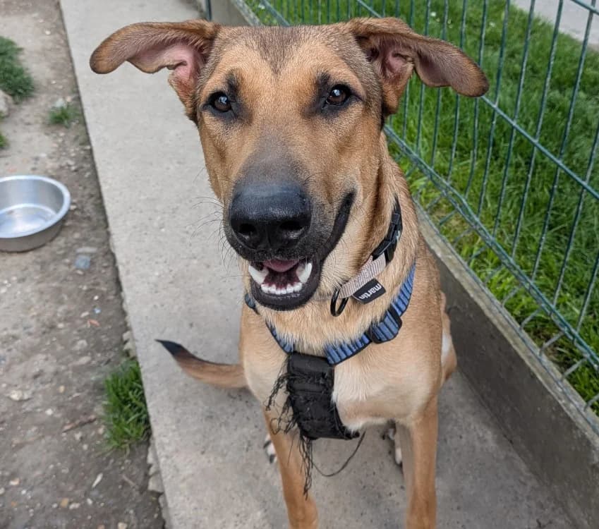 THIBAULT, male Mixed Breed for adoption at SPA Laon, Laon