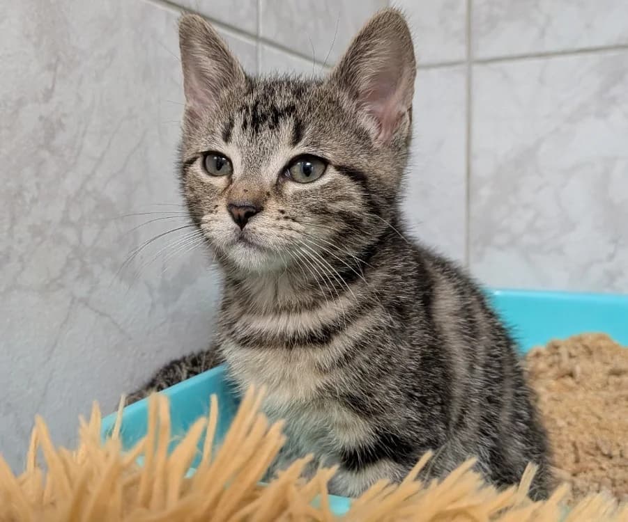 MI AMOR, female mixed breed for adoption at SPA Laon, Laon