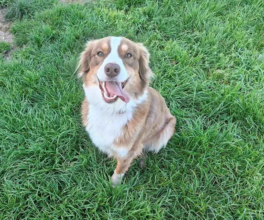 VAYA, female young Australian Shepherd for adoption at SPA Laon, Laon