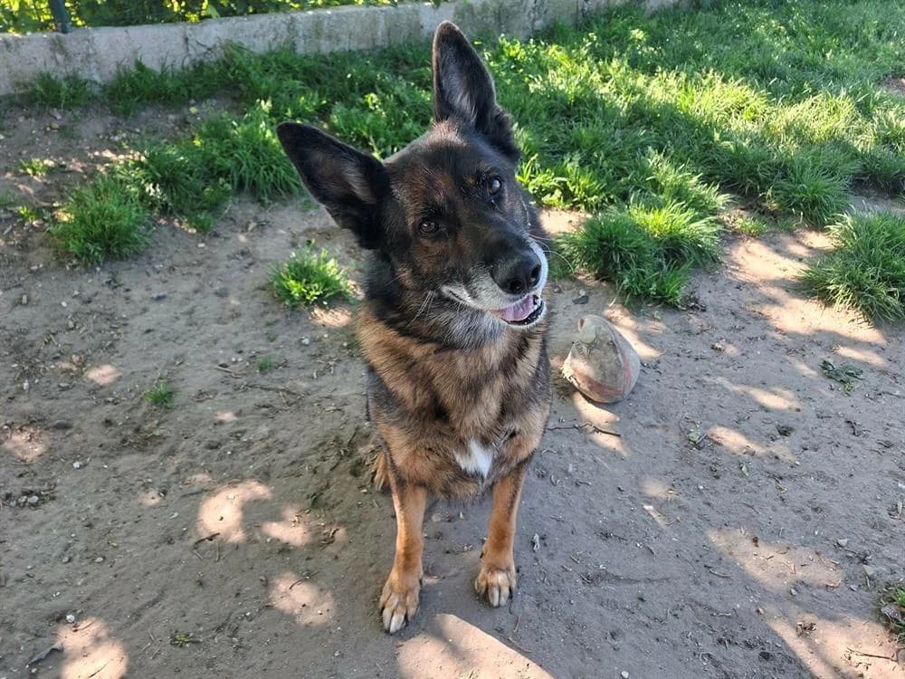 BLACK, male 6yo German Shepherd for adoption at SPA Laon, Laon