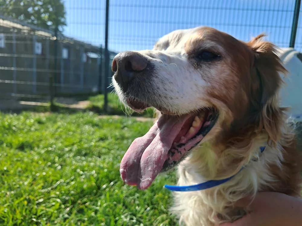 LANZO, male senior Brittany Spaniel for adoption at SPA Laon, Laon